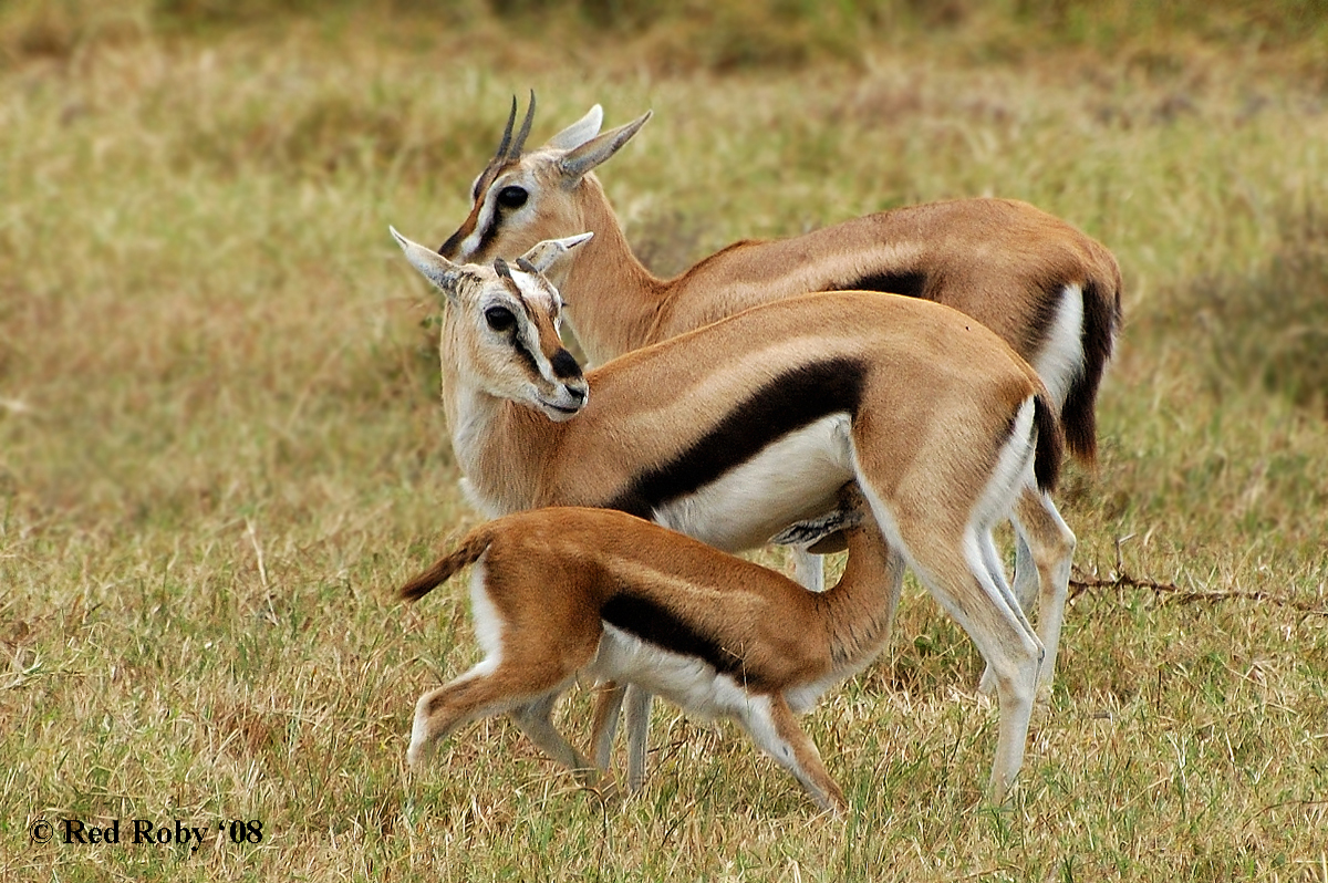 ../Viaggi/Tanzania/0740.jpg