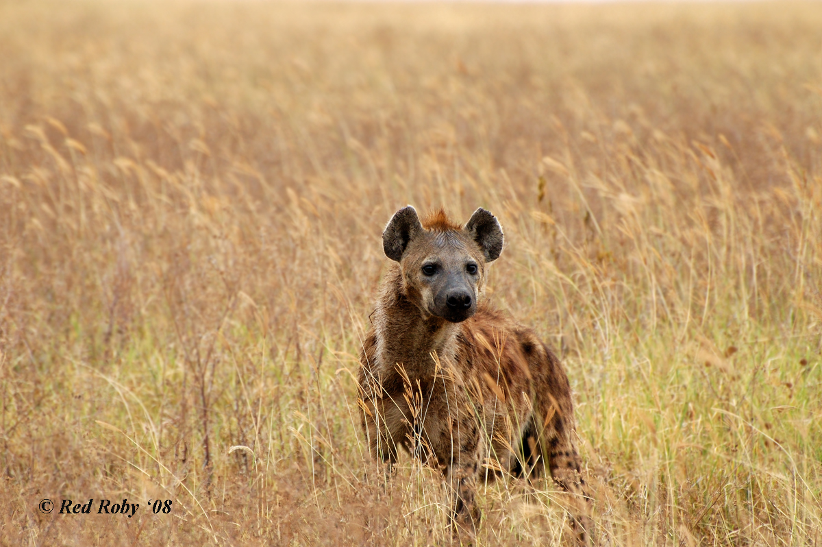 ../Viaggi/Tanzania/0746.jpg