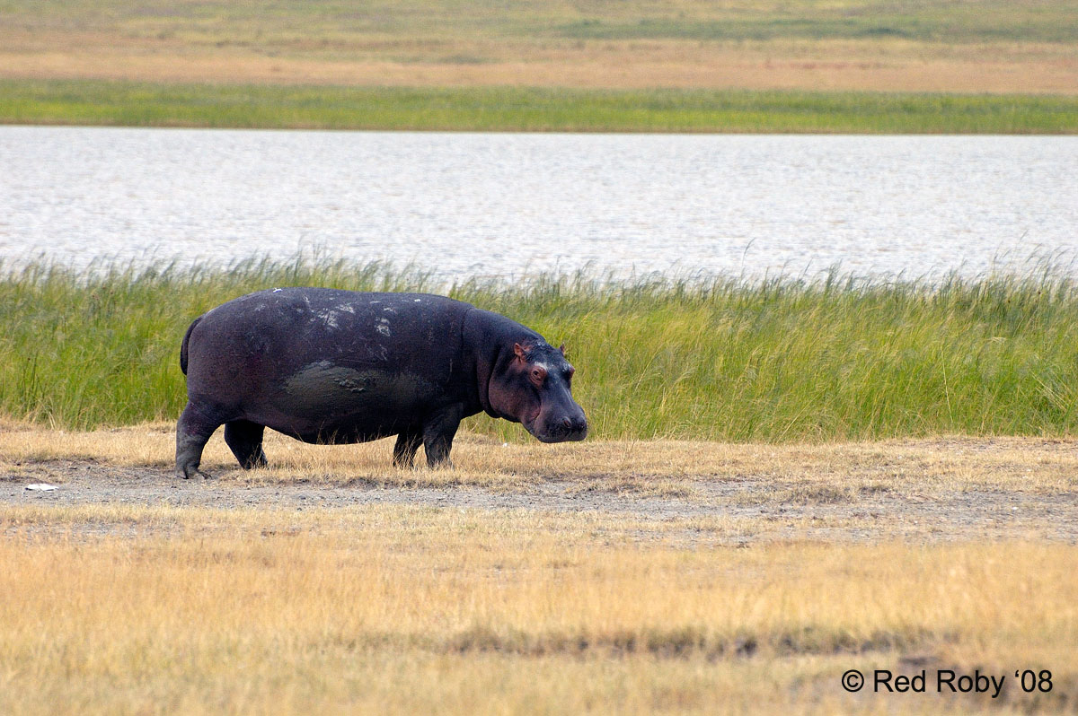 ../Viaggi/Tanzania/0762.jpg