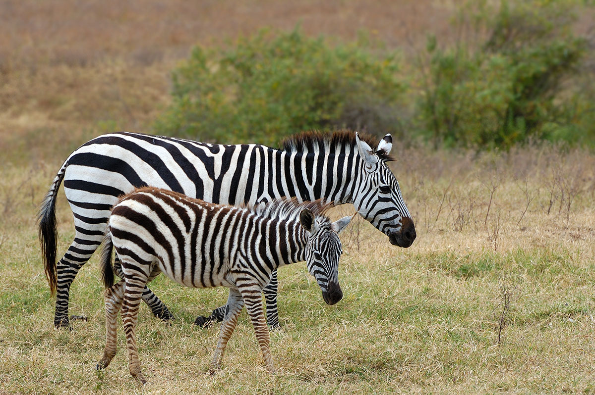 ../Viaggi/Tanzania/0771.jpg