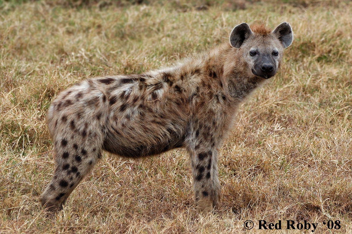 ../Viaggi/Tanzania/0776.jpg