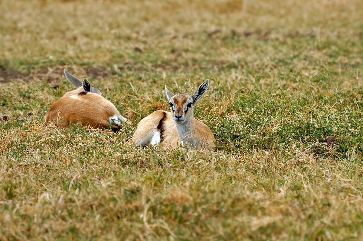 ../Viaggi/Tanzania/0833.jpg