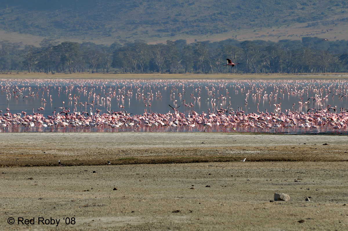 ../Viaggi/Tanzania/0853.jpg