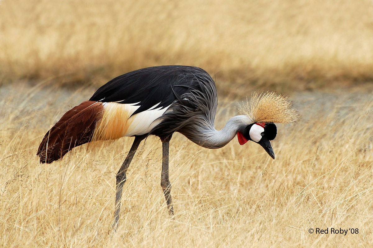 ../Viaggi/Tanzania/0982.jpg
