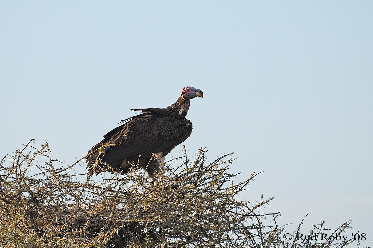 ../Viaggi/Tanzania/1048.jpg