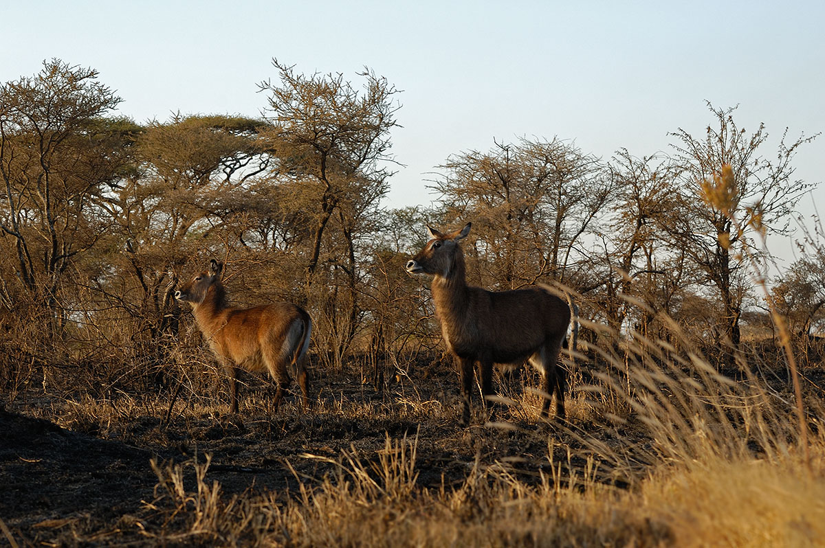 ../Viaggi/Tanzania/1065.jpg
