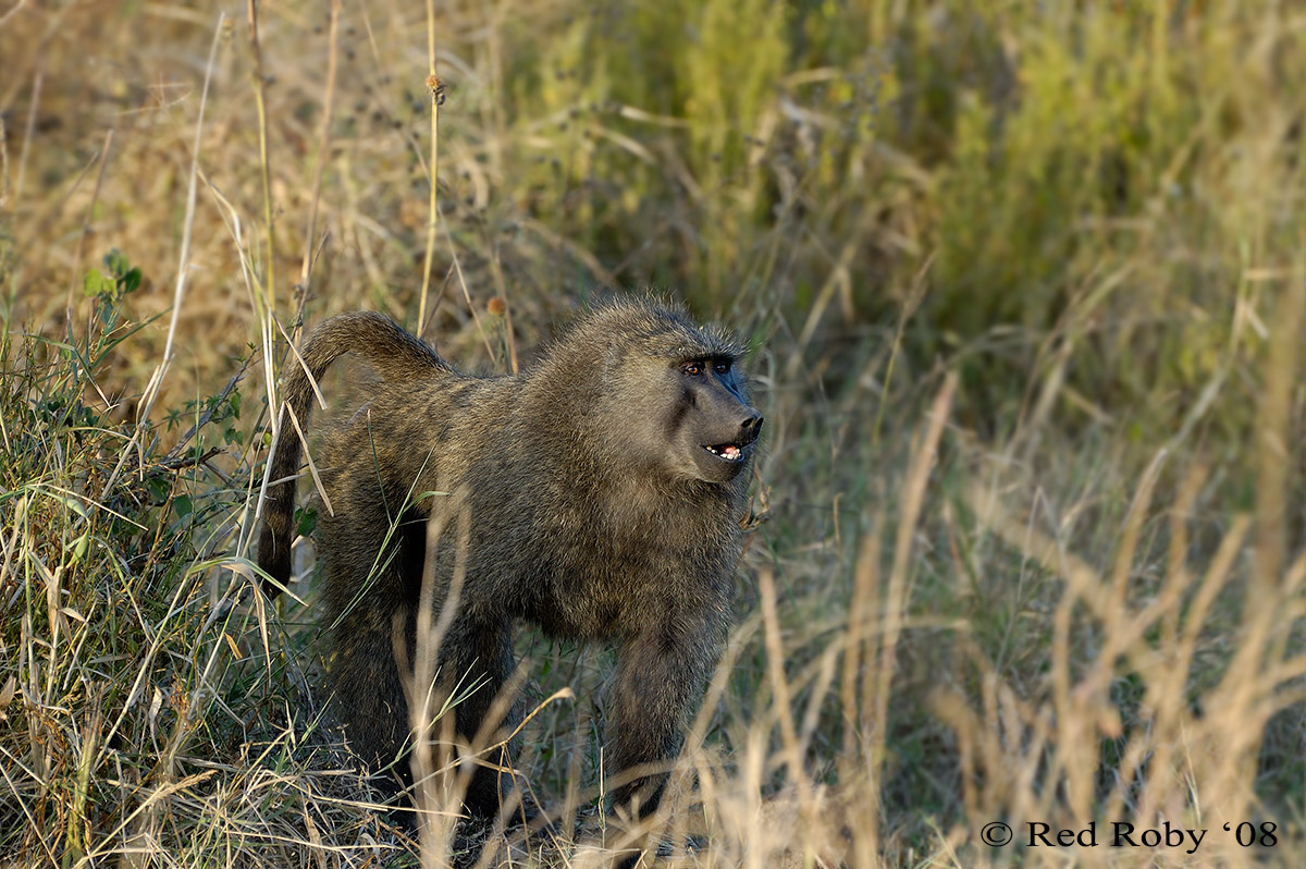 ../Viaggi/Tanzania/1091.jpg