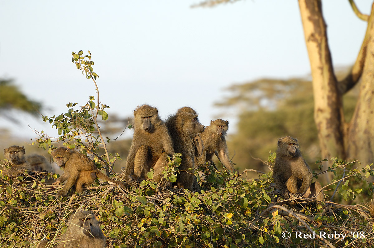 ../Viaggi/Tanzania/1098.jpg