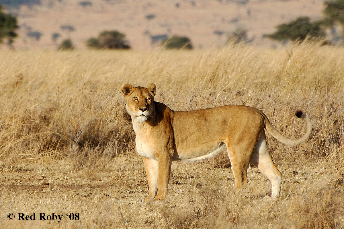 ../Viaggi/Tanzania/1100.jpg