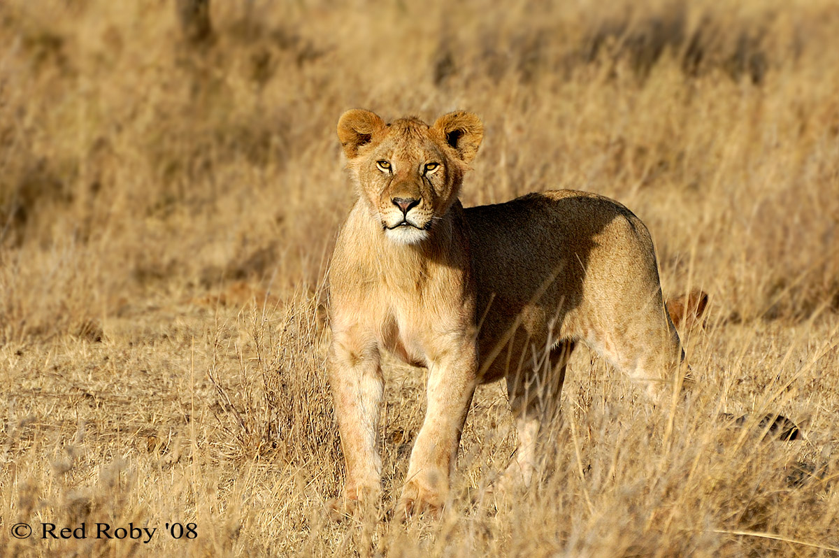 ../Viaggi/Tanzania/1109.jpg