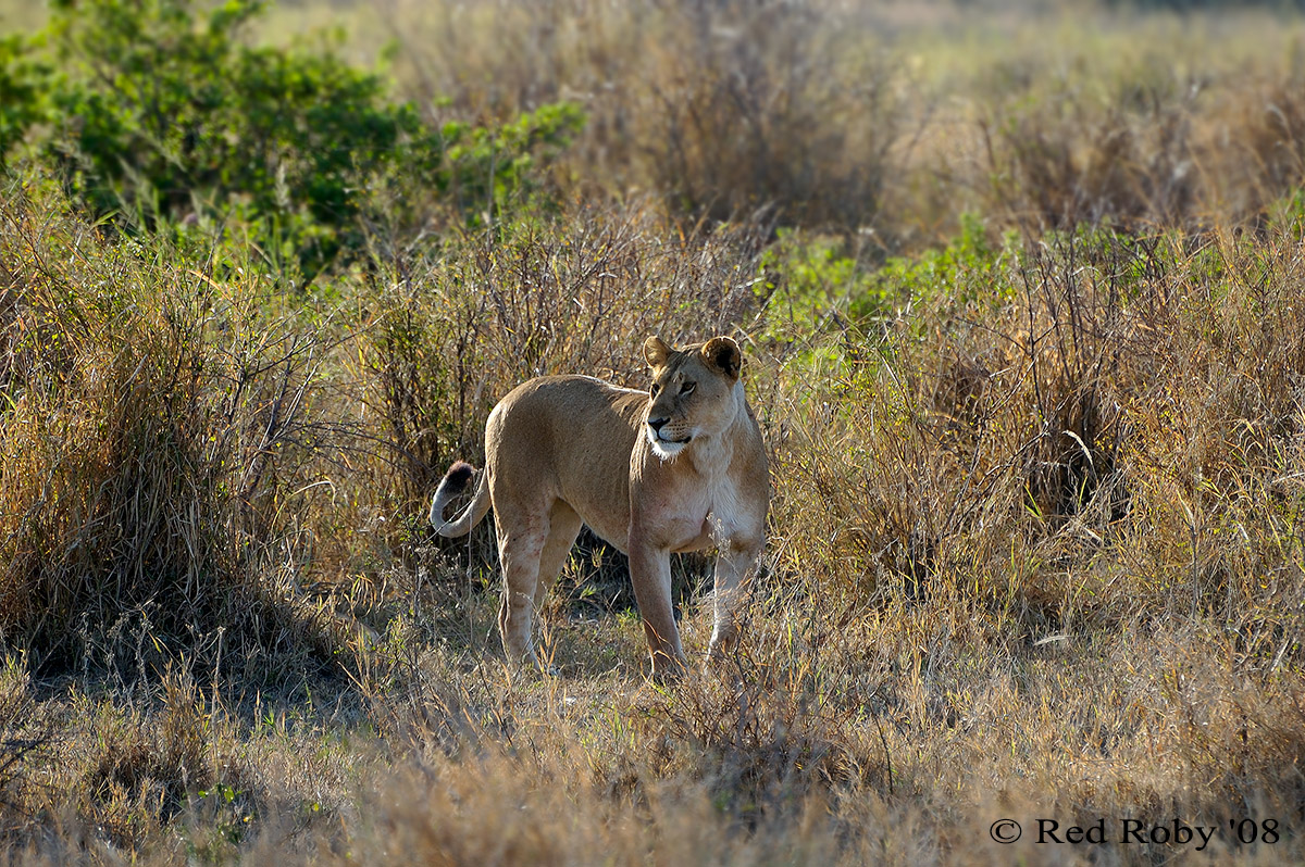 ../Viaggi/Tanzania/1122.jpg