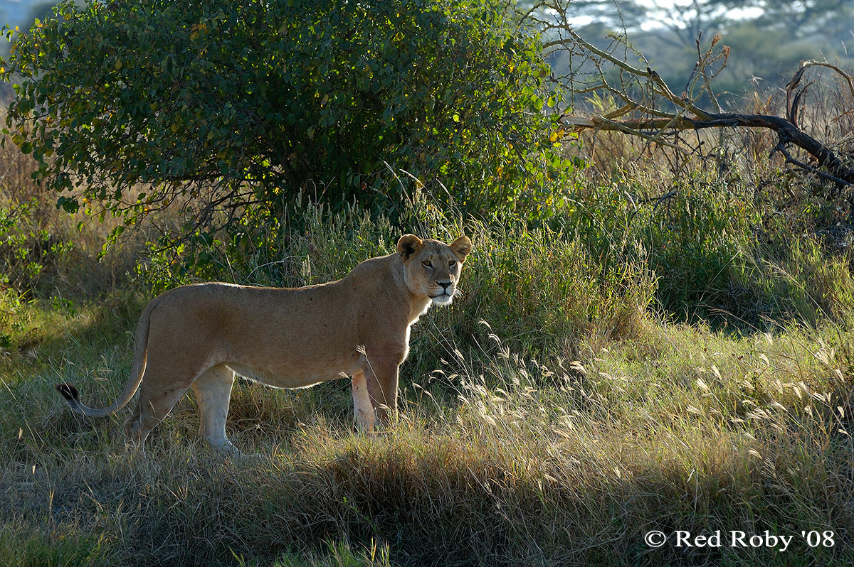 ../Viaggi/Tanzania/1135.jpg