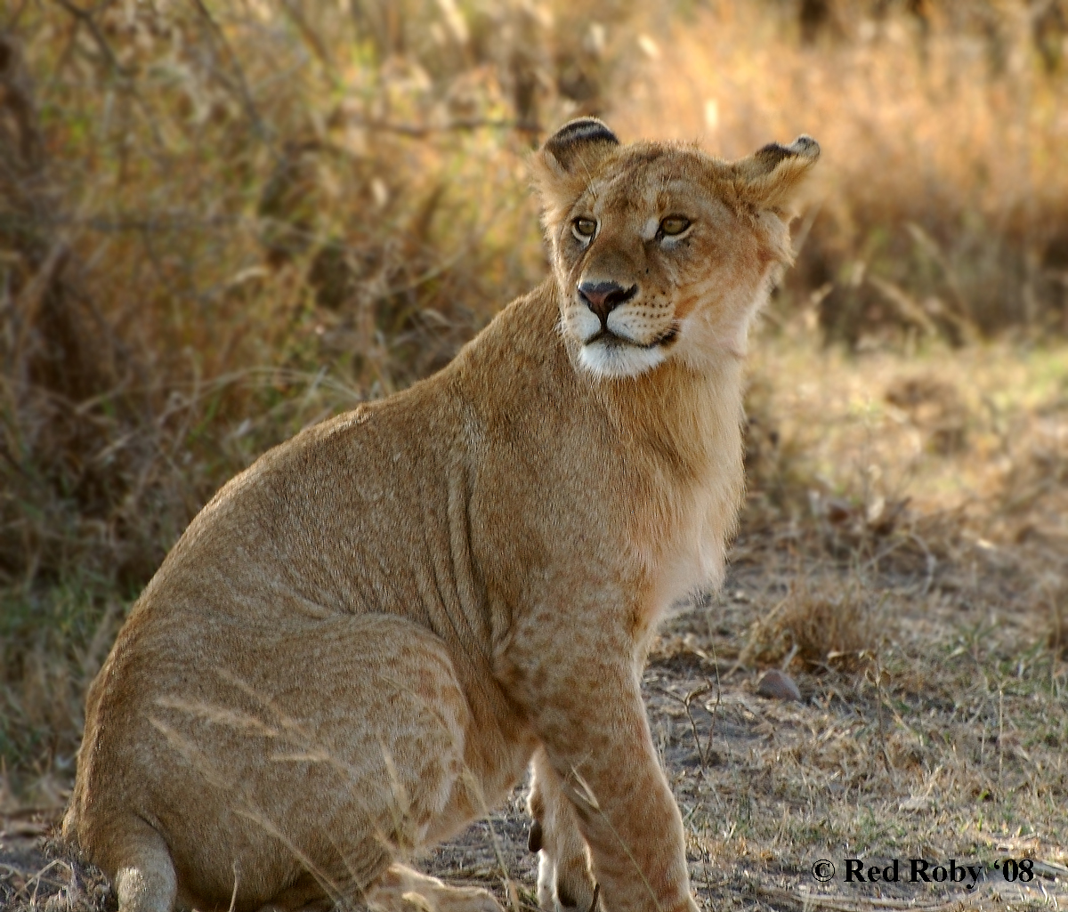 ../Viaggi/Tanzania/1150.jpg