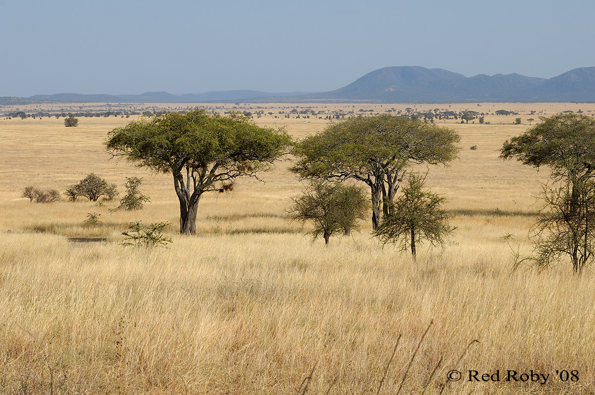 ../Viaggi/Tanzania/1168.jpg
