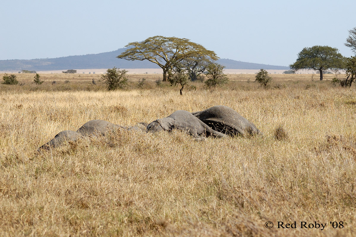 ../Viaggi/Tanzania/1181.jpg