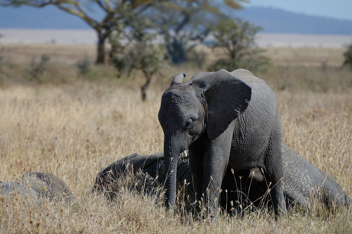 ../Viaggi/Tanzania/1187.jpg