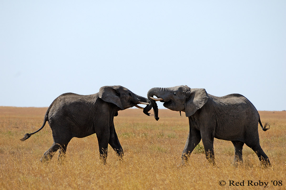 ../Viaggi/Tanzania/1207.jpg