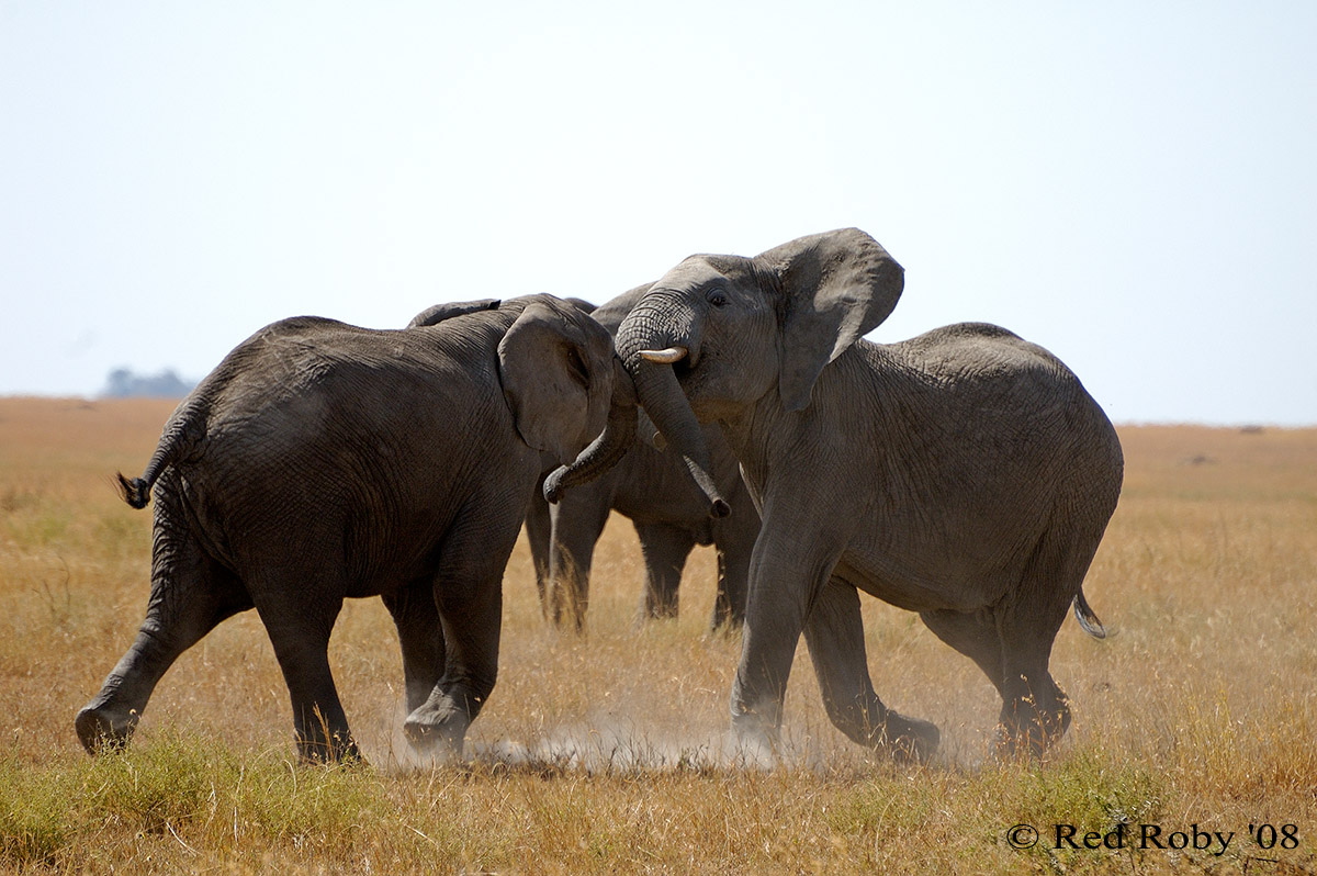 ../Viaggi/Tanzania/1209.jpg