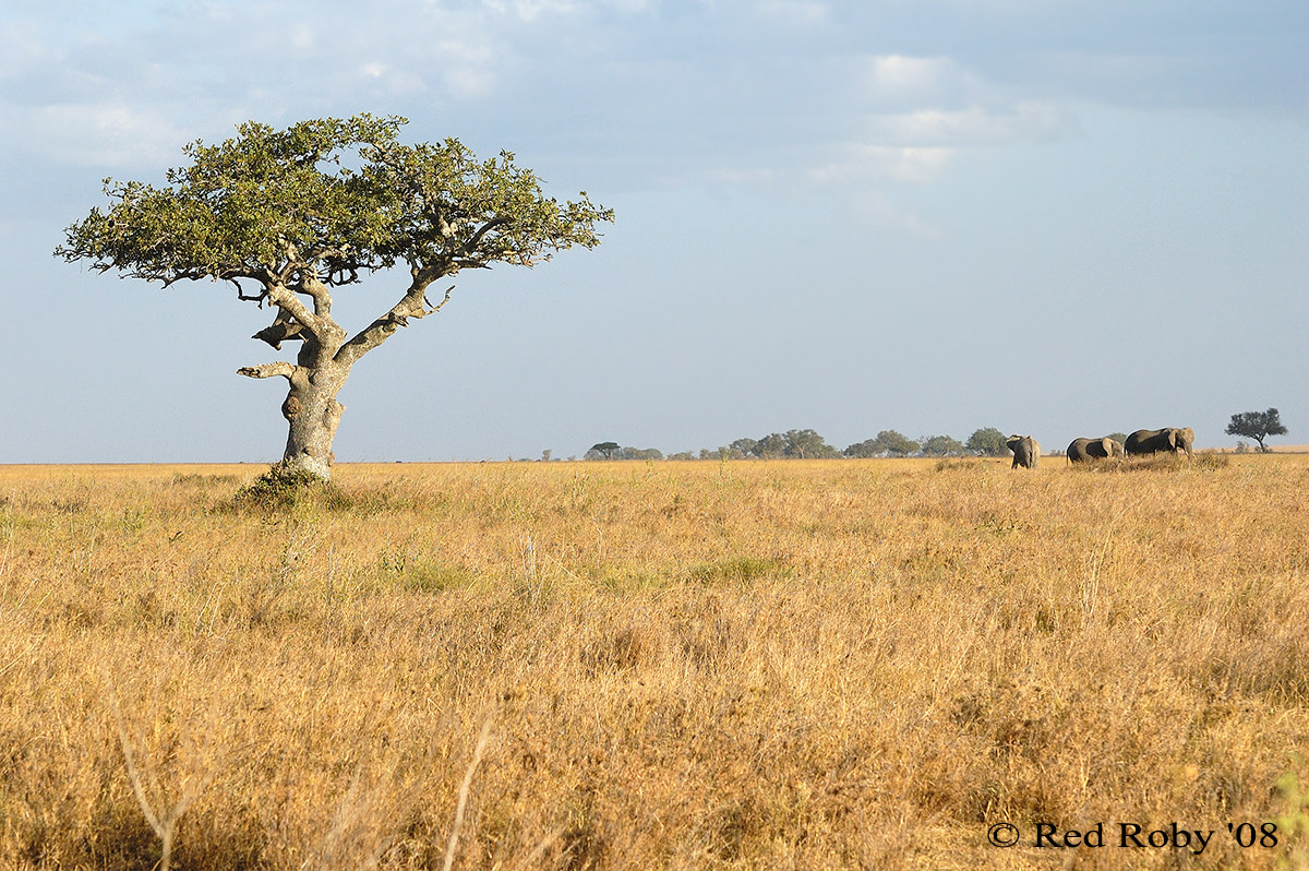 ../Viaggi/Tanzania/1250.jpg