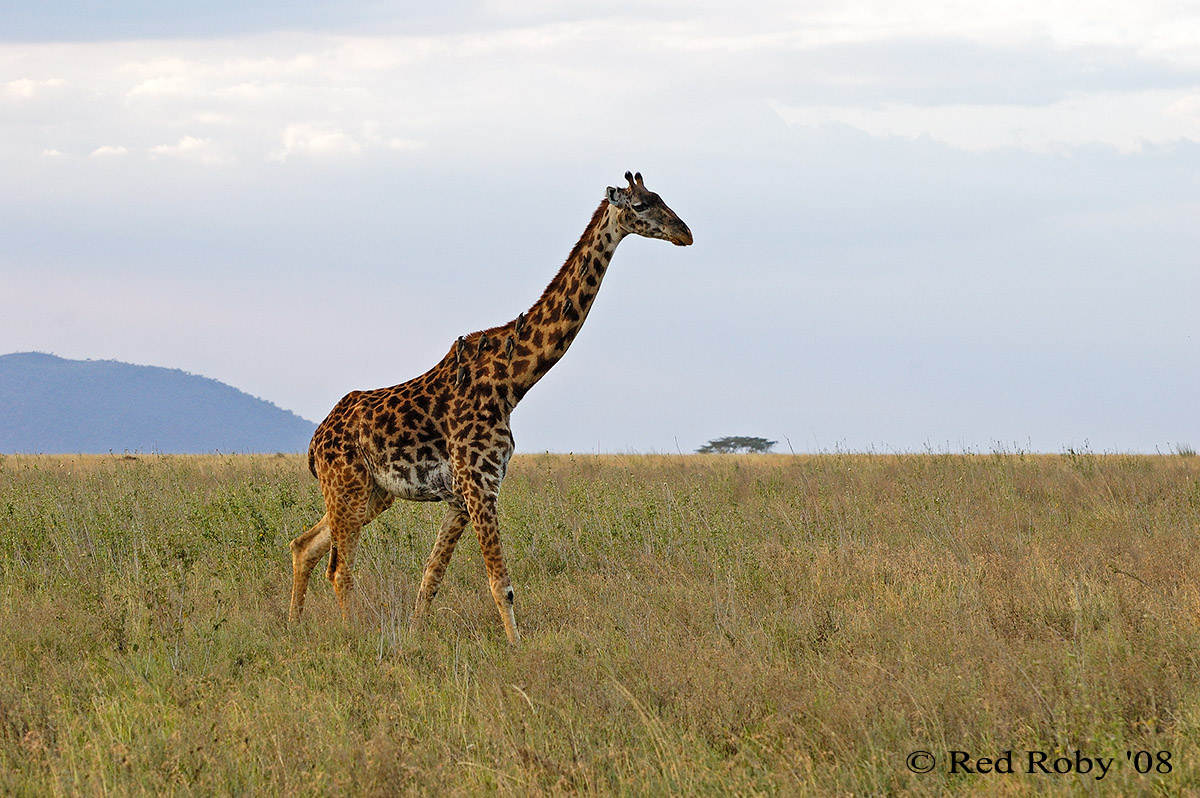 ../Viaggi/Tanzania/1253.jpg
