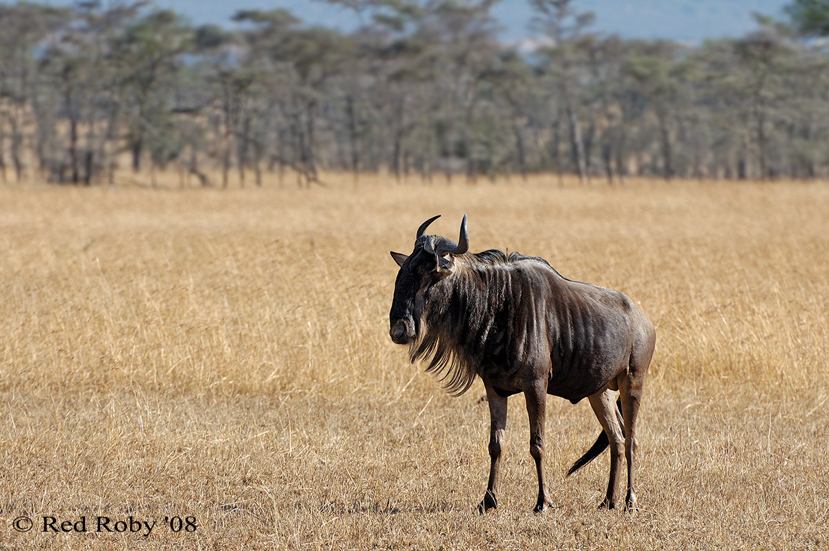 ../Viaggi/Tanzania/1328.jpg