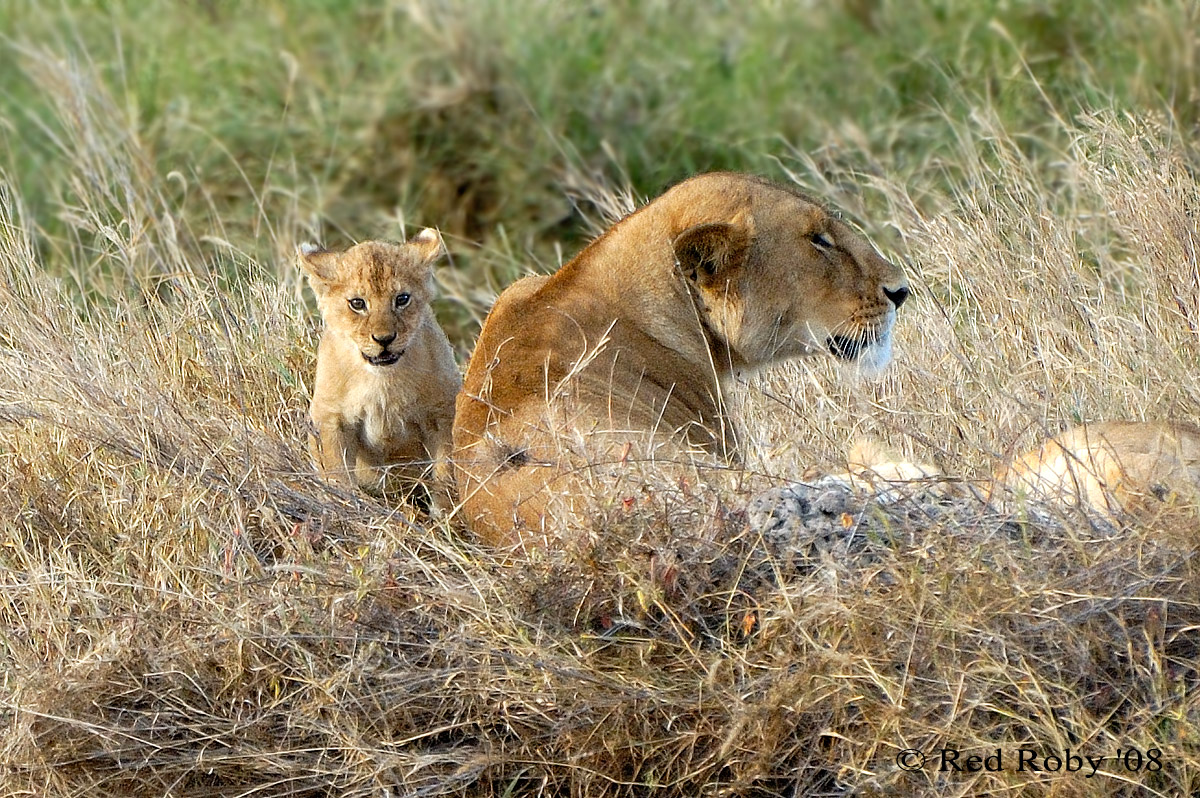 ../Viaggi/Tanzania/1600.jpg