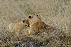 Ngorongoro