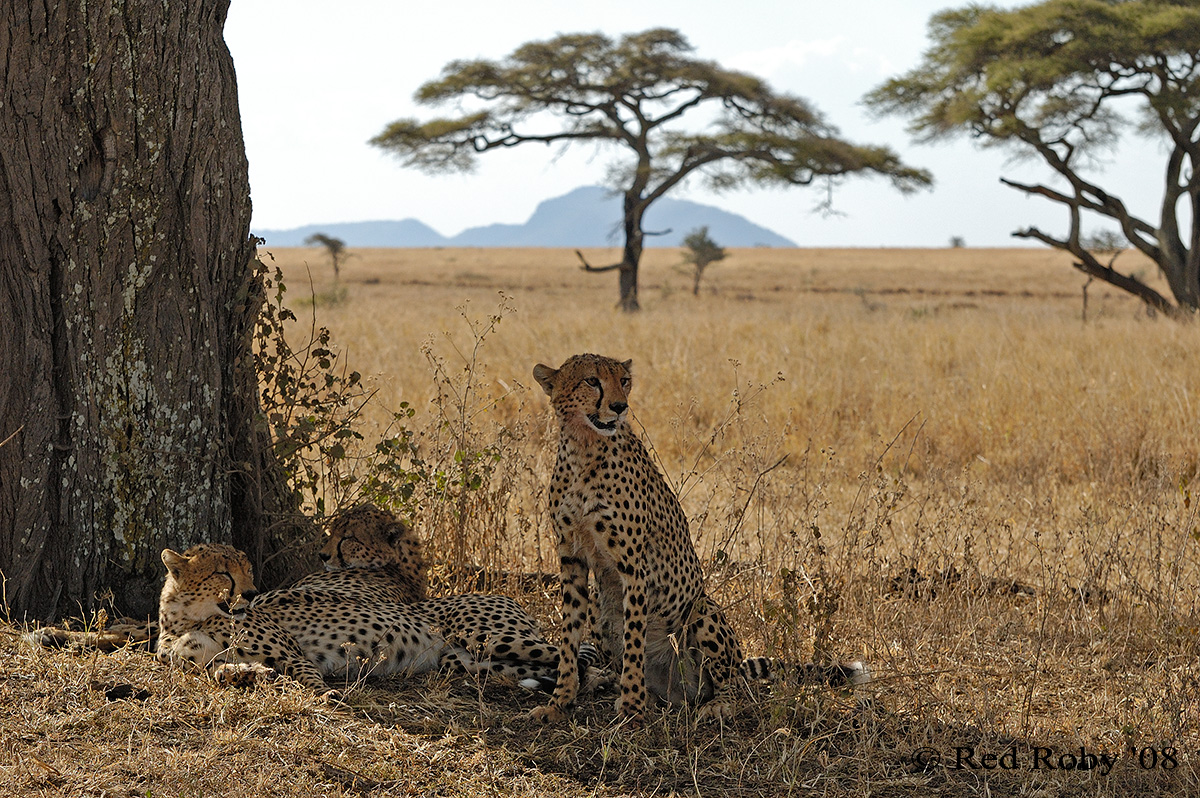 ../Viaggi/Tanzania/1815.jpg