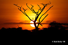 Serengeti
