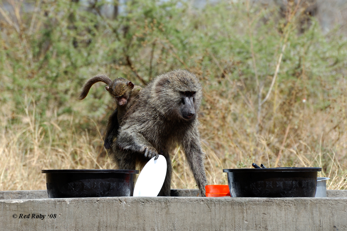 ../Viaggi/Tanzania/2067.jpg