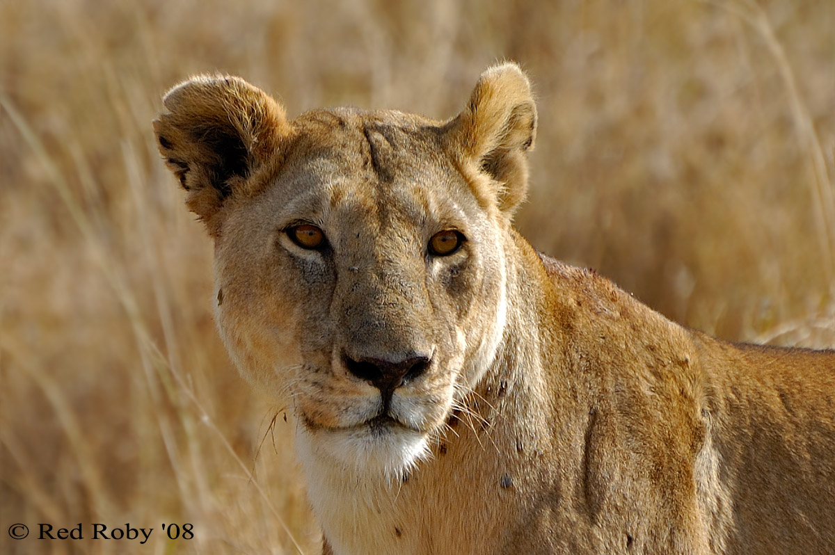 ../Viaggi/Tanzania/2105.jpg