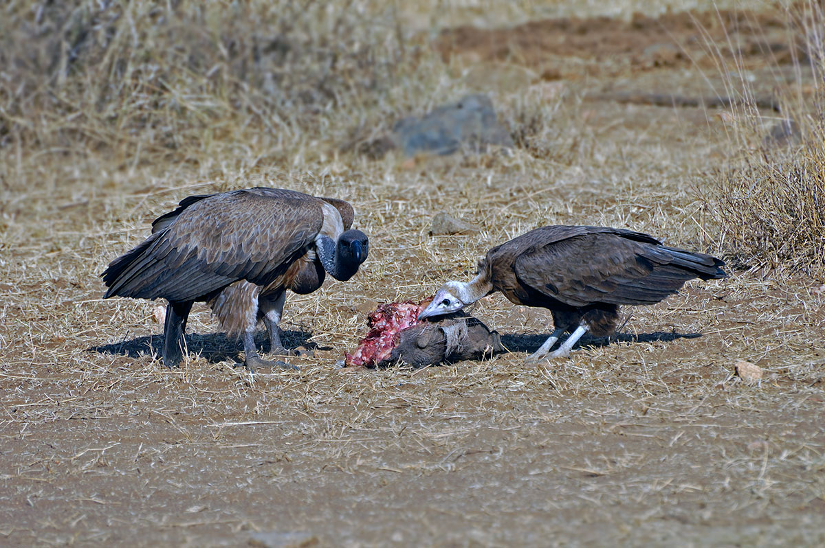 ../Viaggi/Tanzania/2120.jpg