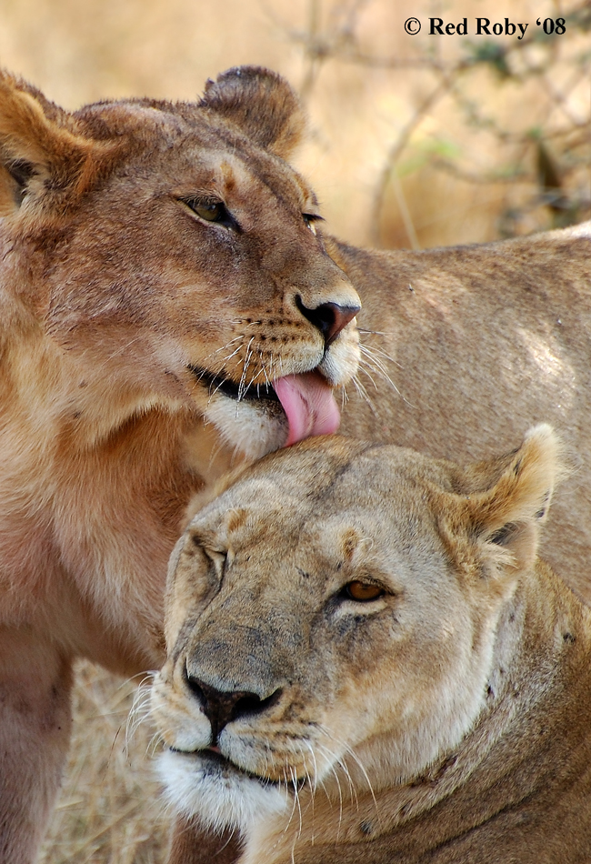 ../Viaggi/Tanzania/2180.jpg