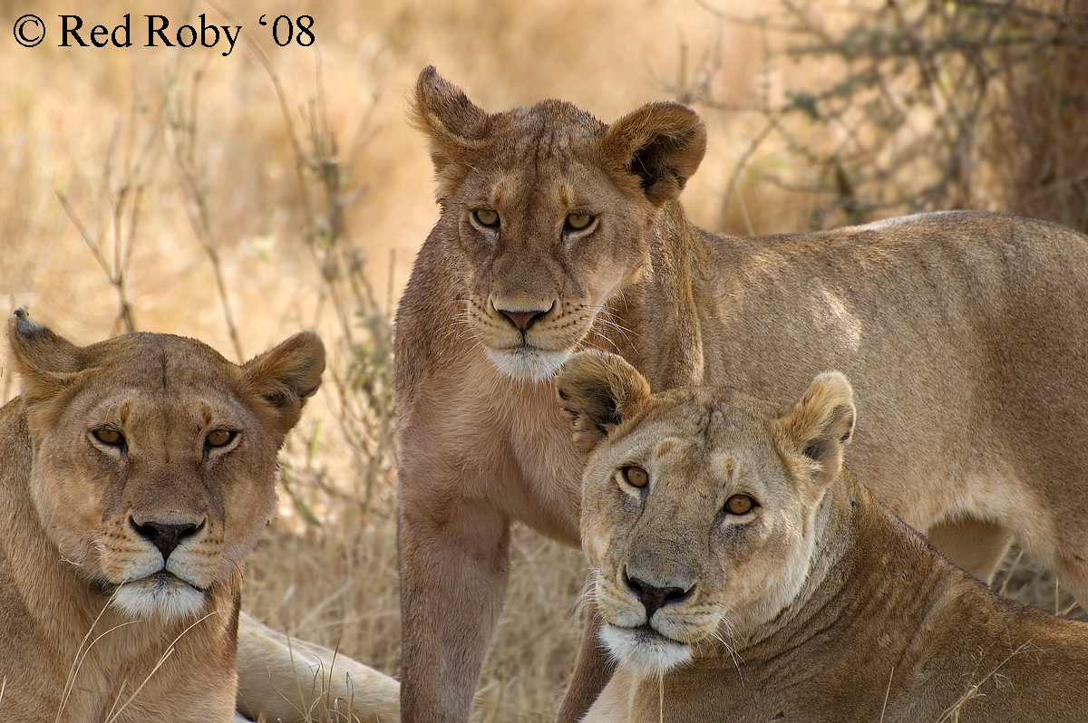 ../Viaggi/Tanzania/2183.jpg