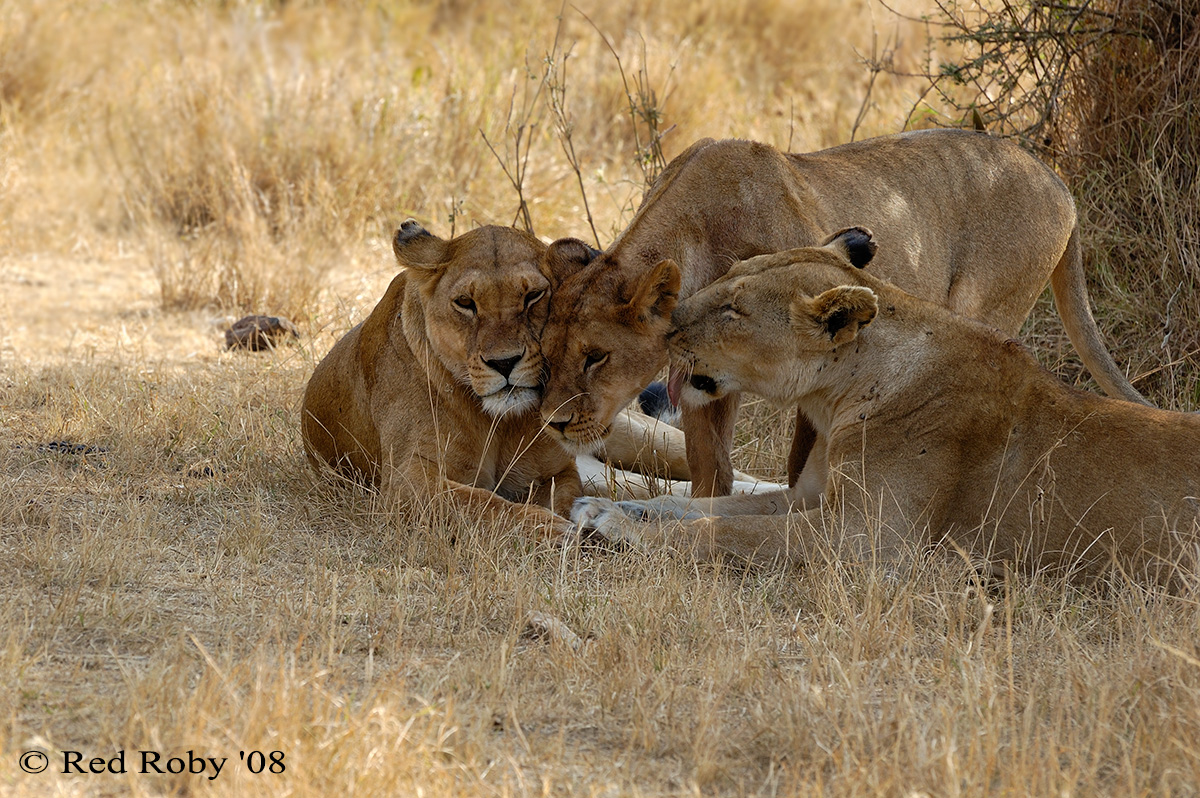 ../Viaggi/Tanzania/2185.jpg