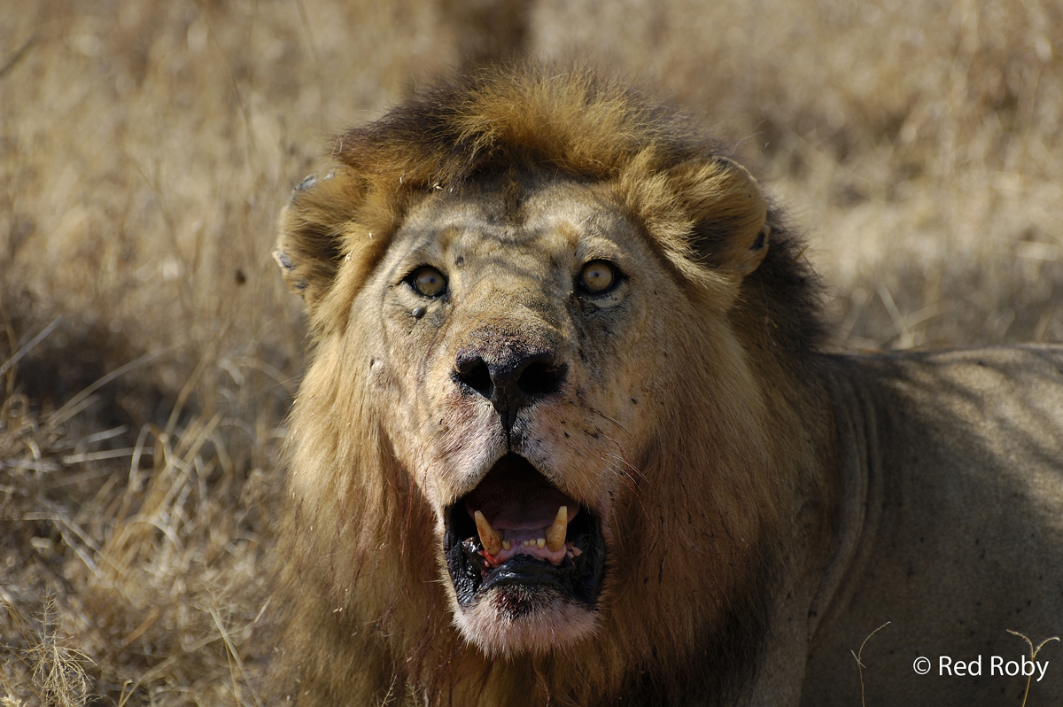 ../Viaggi/Tanzania/2356.jpg