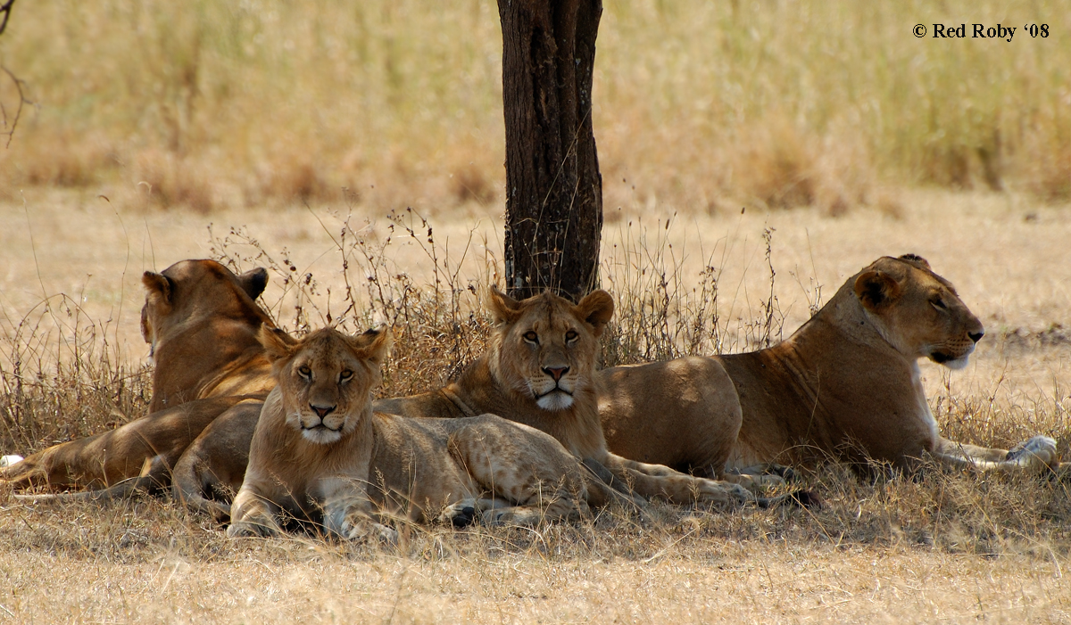 ../Viaggi/Tanzania/2400.jpg