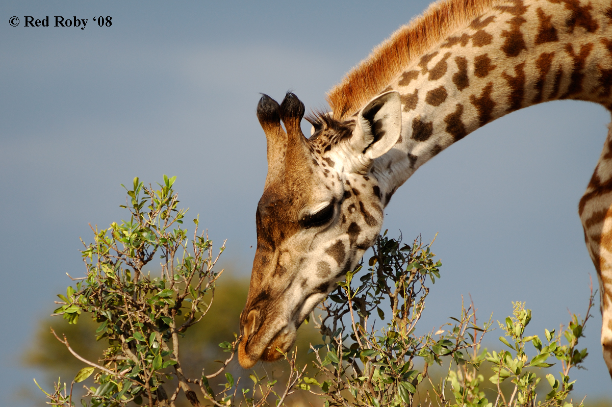 ../Viaggi/Tanzania/2412.jpg