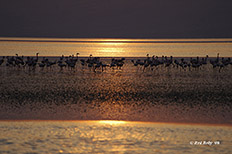 Lago Natron e Lake Manyara