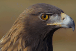 Aquila