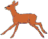 capriolo2