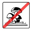 No Funghi