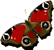farfalla