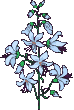 fiore-azzurro