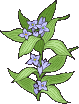 fiore